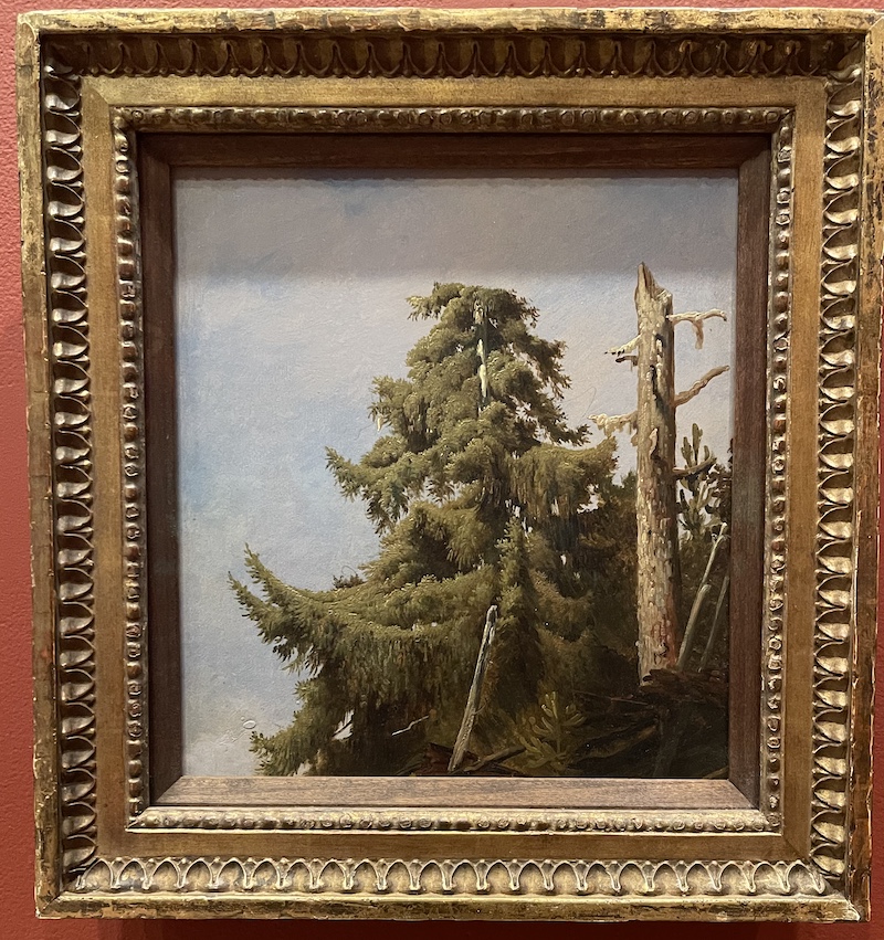 A group of sprout trees in the mountains.